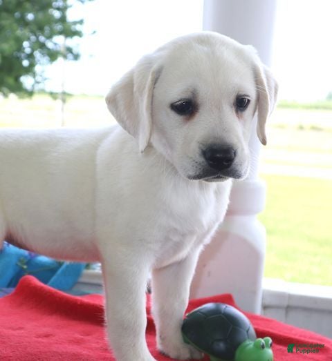 Labrador Retriever dogs Addie - Champ lines - Ad 1