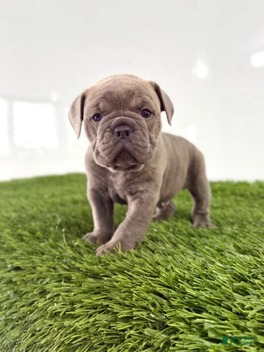 Gallery Image {{count}}