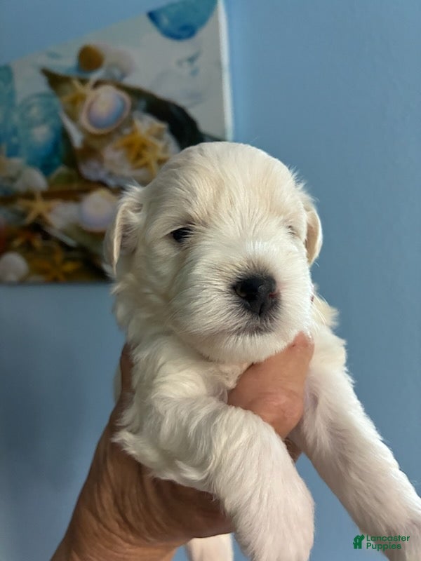 Schnauzer dogs Schnauzer Puppy 1 - Ad 1
