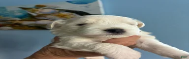 Schnauzer Puppy 1