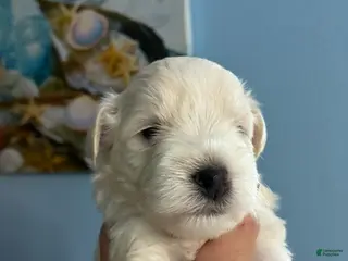 Schnauzer dogs Schnauzer Puppy 1 - Ad 1