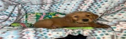 Golden Retriever dogs for sale: Goblinn  - Ad 3