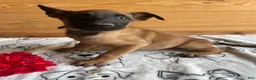 Belgian Malinois dogs for sale: Kona - Ad 4