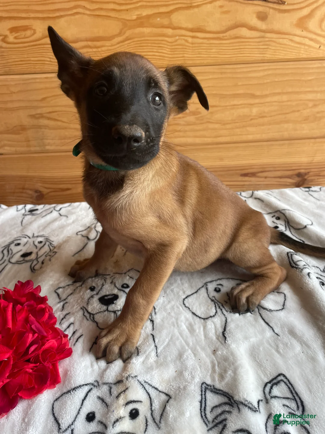 Belgian Malinois dogs for sale: Kona - Ad 4