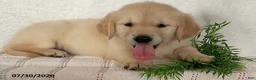 Golden Retriever dogs for sale: Bella - Ad 3