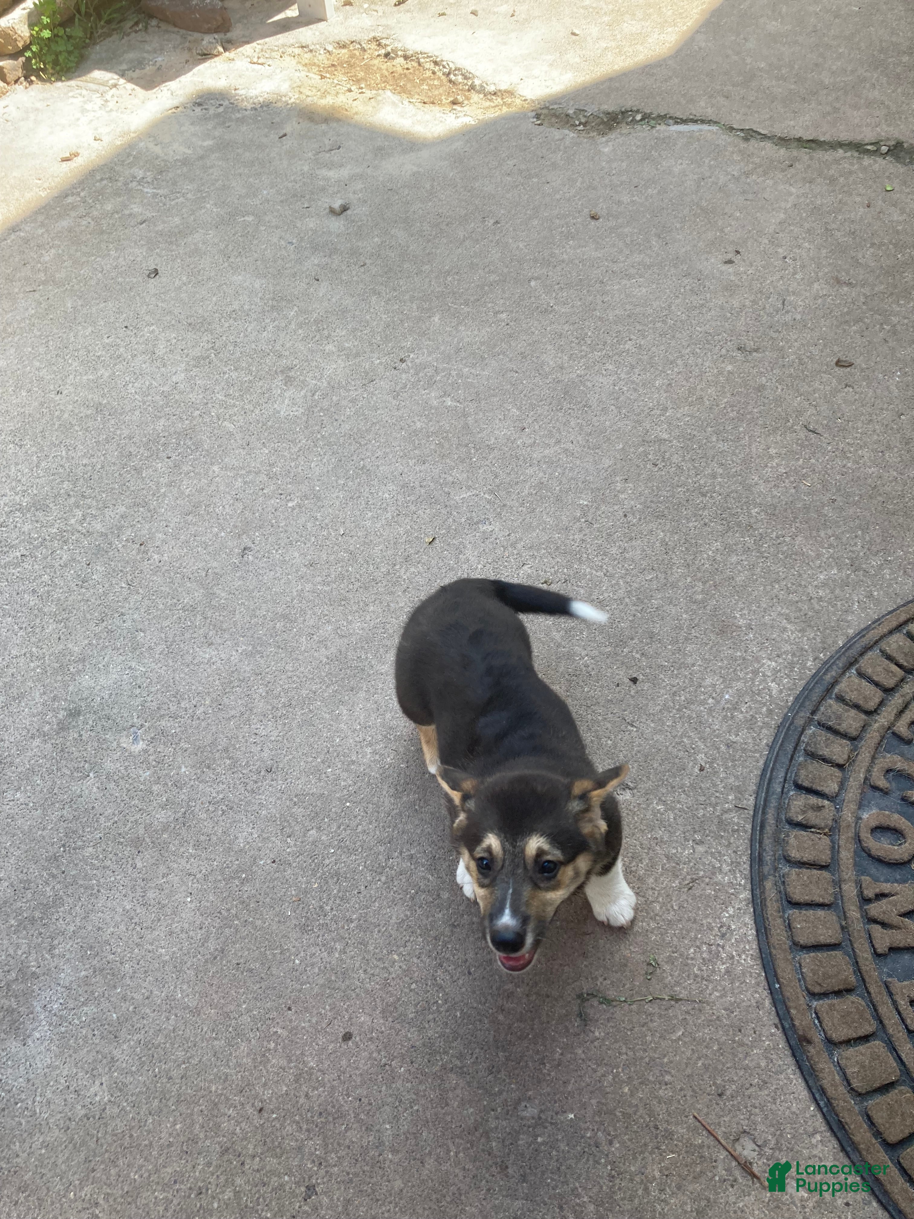 Welsh Corgi Pembroke dogs for sale: Kronk  - Ad 3