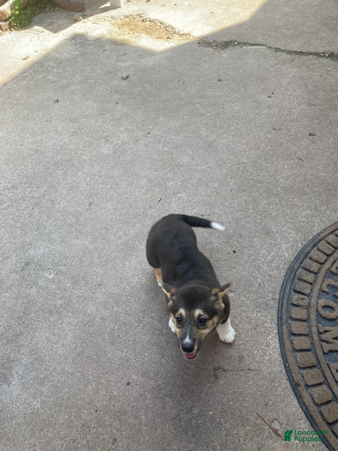 Welsh Corgi Pembroke dogs for sale: Kronk  - Ad 1
