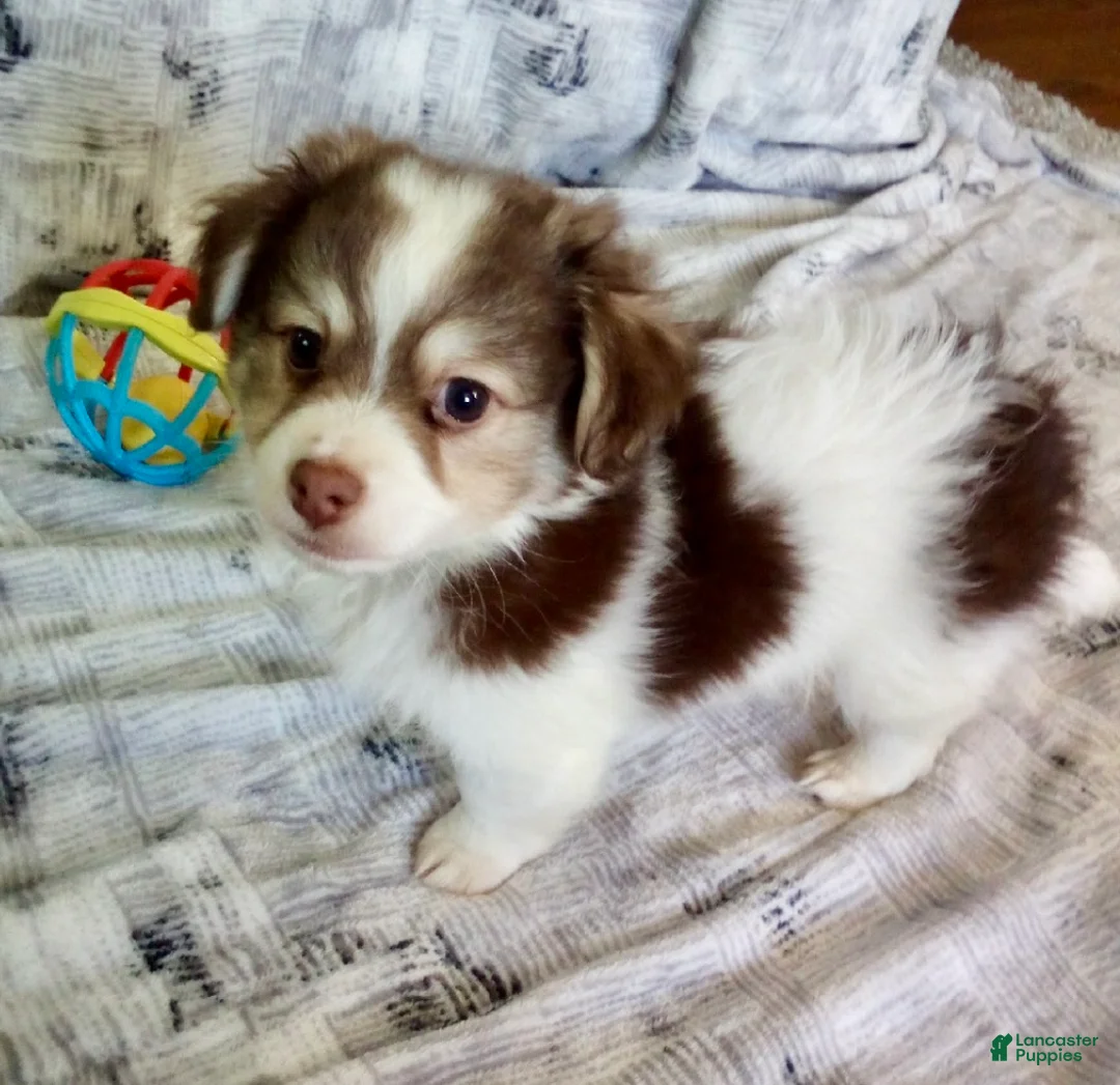 Havanese dogs for sale: Skylar - Ad 1
