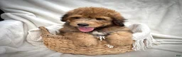 Bernedoodle dogs for sale: Theo - Ad 9