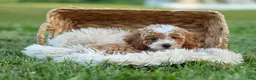 Miniature Poodle dogs for sale:  Ginger 🌸 - Ad 12