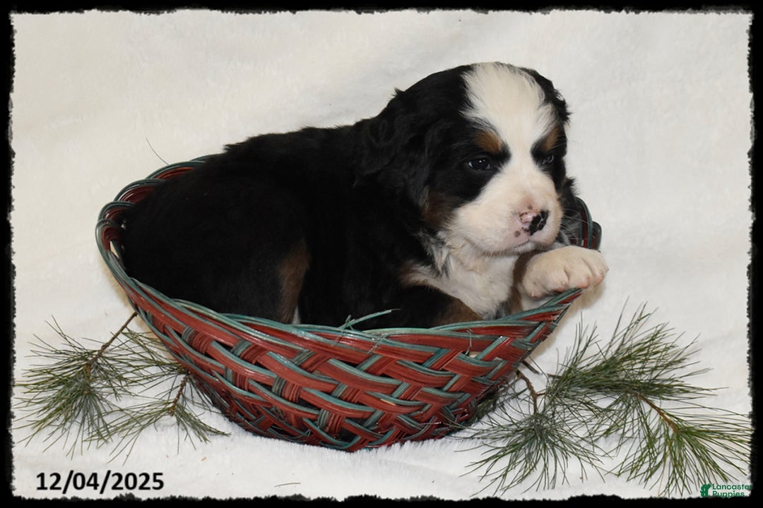 Bernese Mountain Dog dogs for sale: Jemma - Ad 3