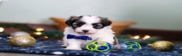 Havanese dogs for sale: Jaspher - Ad 5