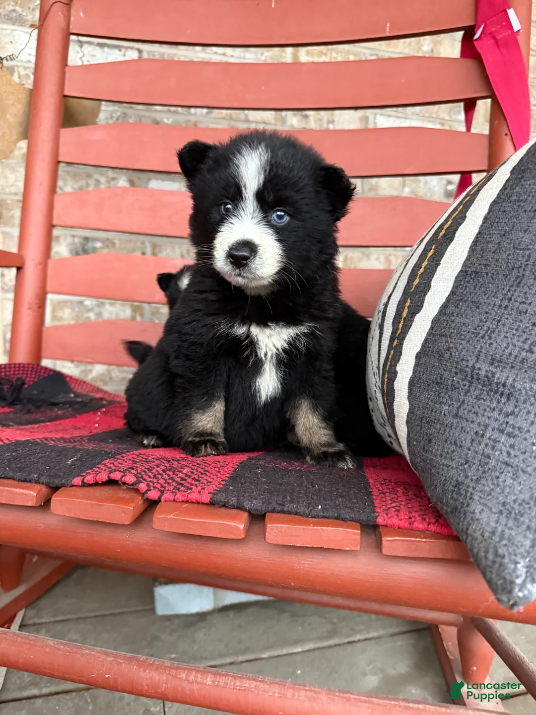 Pomsky dogs for sale: Panda - Ad 1