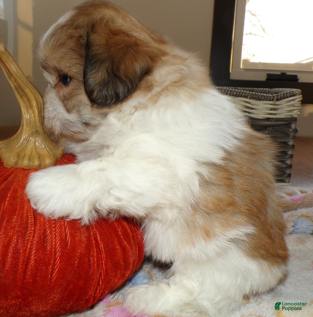 Teddy Bear dogs for sale: Teddy Bear Puppy 3 Truman - Ad 2