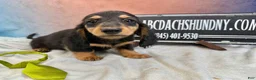 Miniature Dachshund dogs for sale: Champion Cappuccino boy - Ad 7
