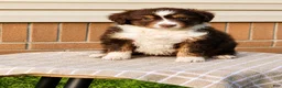 Miniature Australian Shepherd dogs for sale: Haddie - Ad 1