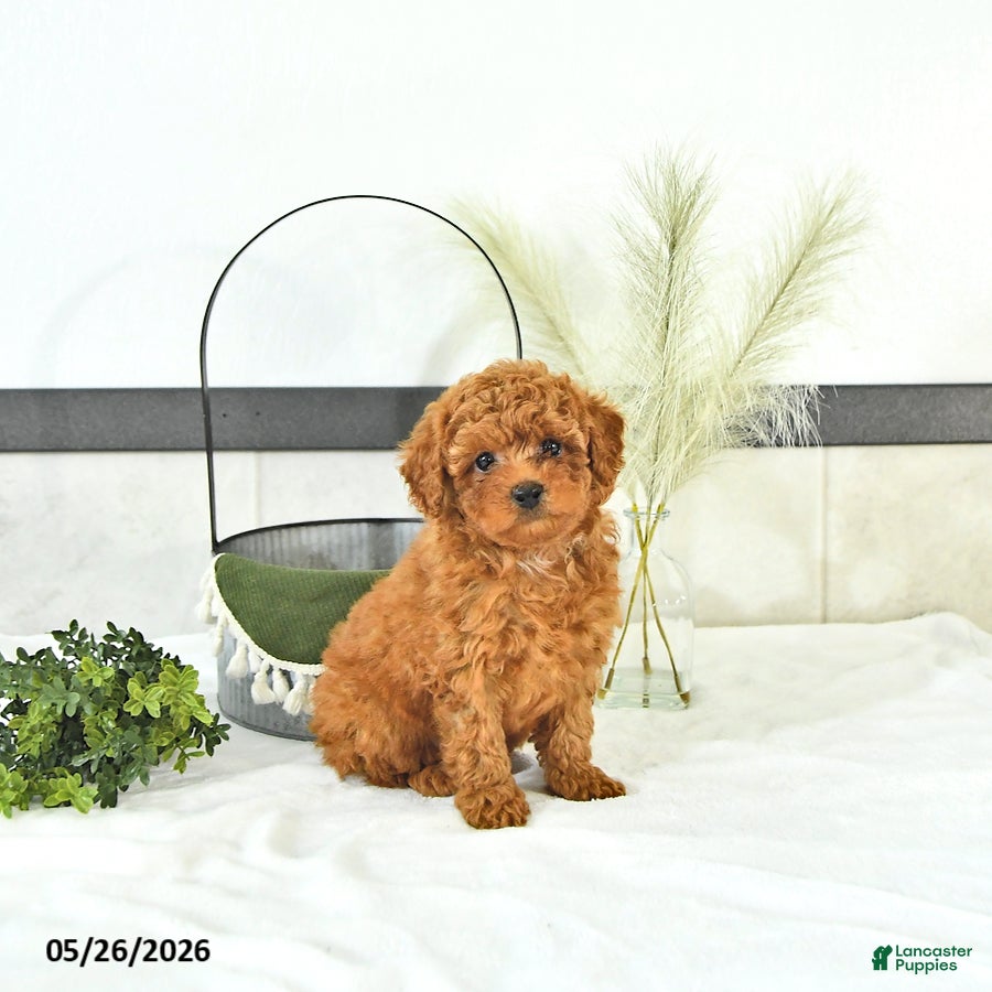 Toy Poodle dogs Rylan - Ad 1
