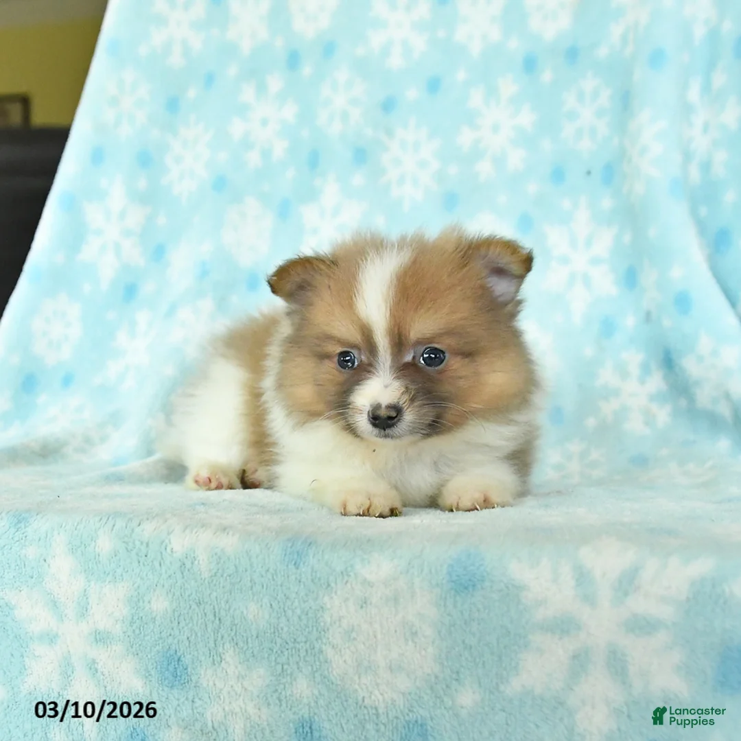 Pomeranian dogs for sale: Duke - Ad 3