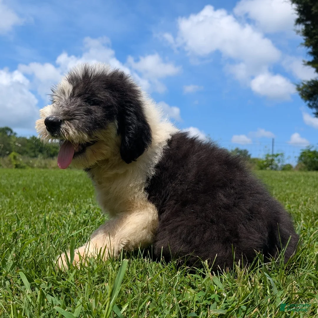 Old English Sheepdog dogs for sale: Flurry - Ad 10
