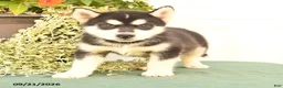 Alaskan Malamute dogs for sale: Cassie   - Ad 3
