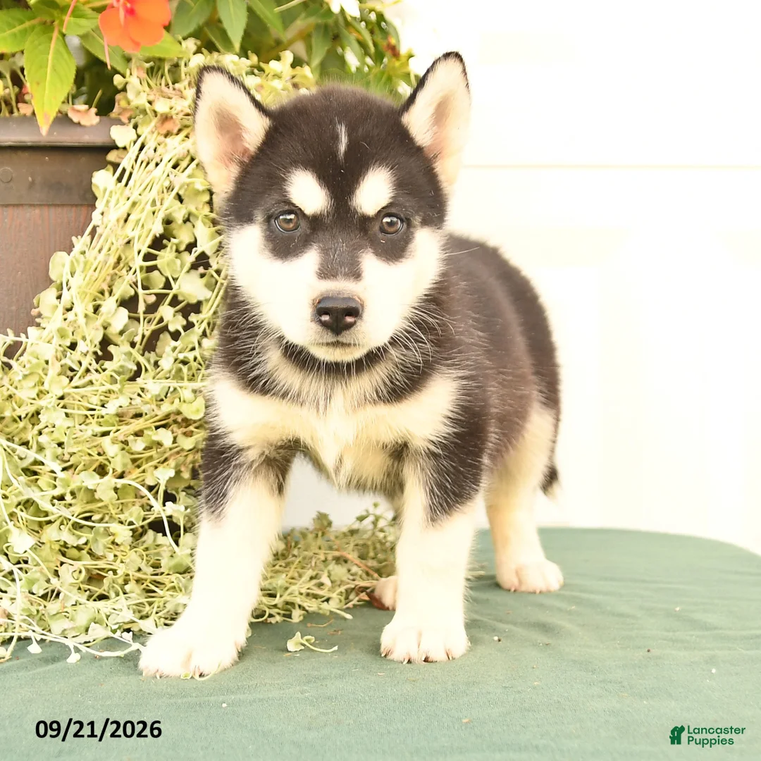 Alaskan Malamute dogs for sale: Cassie   - Ad 3