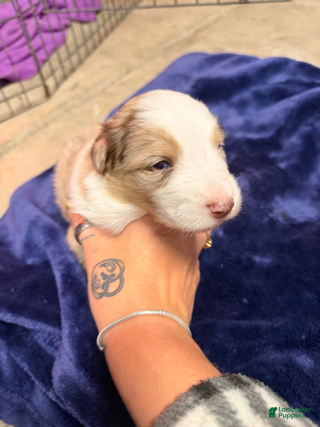 Australian Shepherd dogs for sale: Australian Shepherd Puppy - Hamilton  - Ad 7