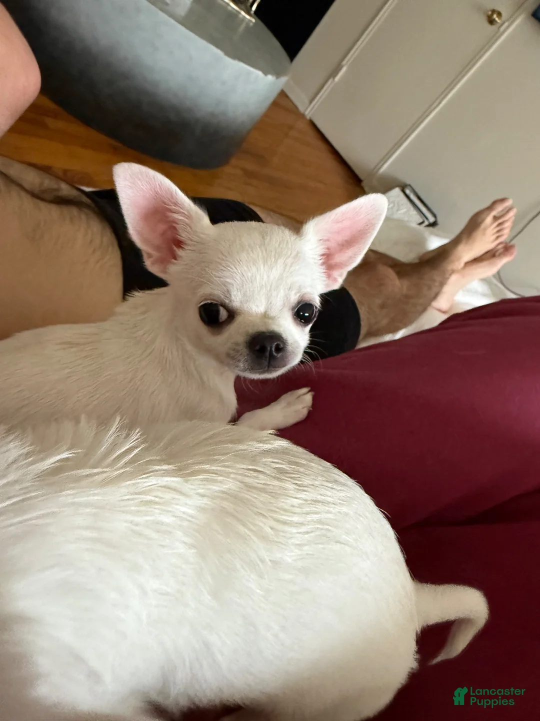 Chihuahua dogs for sale: Chihuahua Puppy 3 - Ad 2