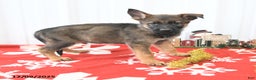 German Shepherd dogs for sale: London - Ad 4