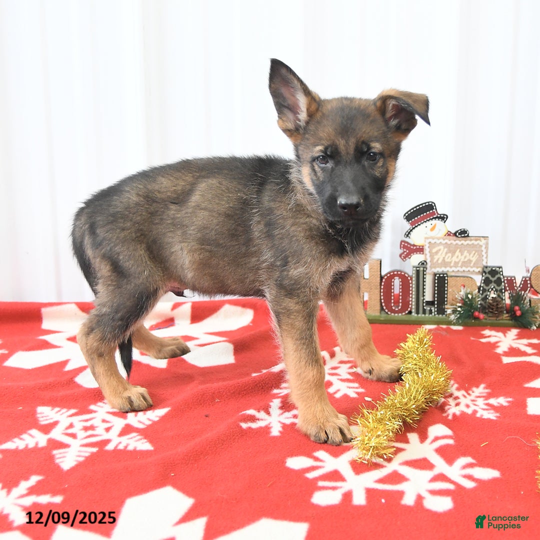 German Shepherd dogs for sale: London - Ad 4