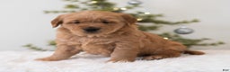 Golden Retriever dogs for sale: Holly  - Ad 3