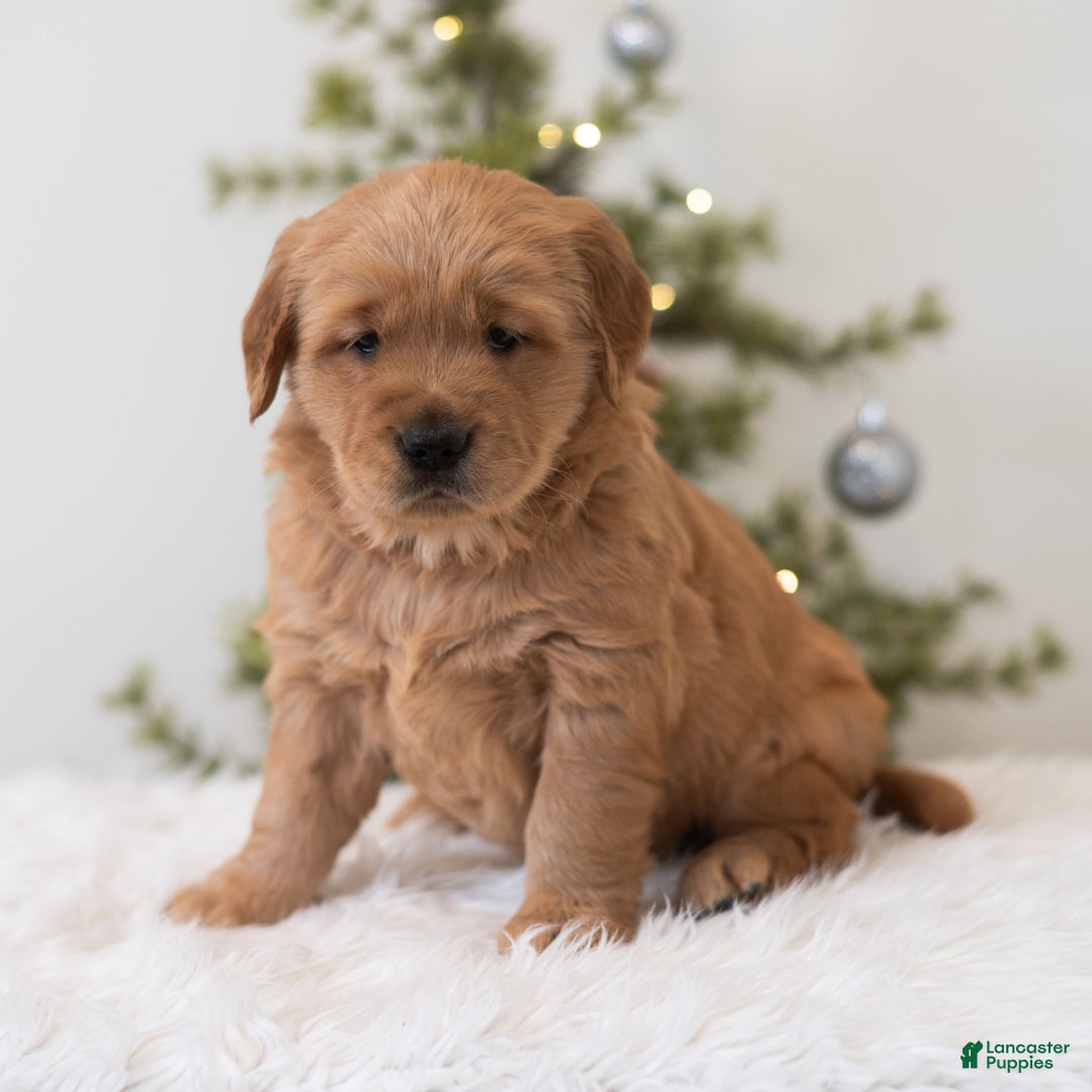 Golden Retriever dogs for sale: Holly  - Ad 3