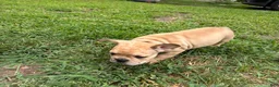 French Bulldog dogs for sale: French Bulldog 3 - Ad 3
