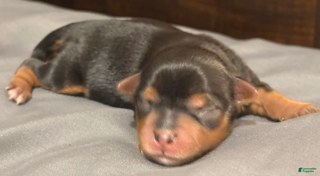 Chorkie dogs for sale: Chorkie Puppy 2 - Ad 1