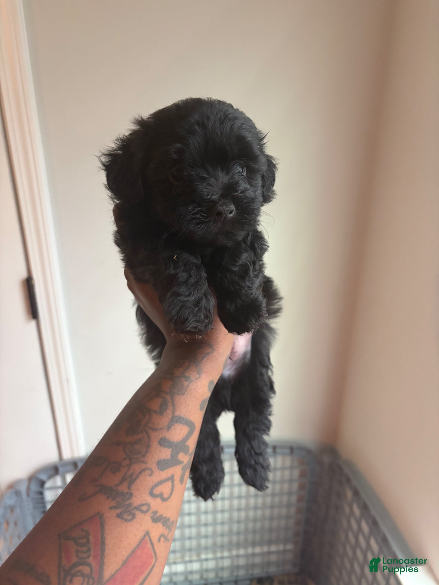 Yorkiepoo dogs Yorkiepoo Puppy 3 - Ad 36