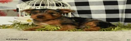 Yorkshire Terrier dogs for sale: Avalon - Ad 3