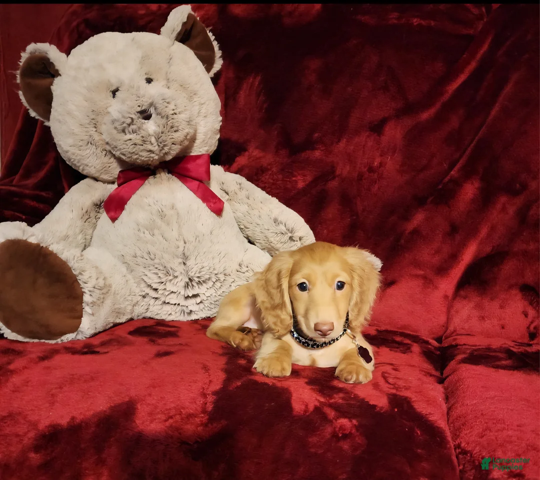 Miniature Dachshund dogs for sale: SUNNY - Ad 10