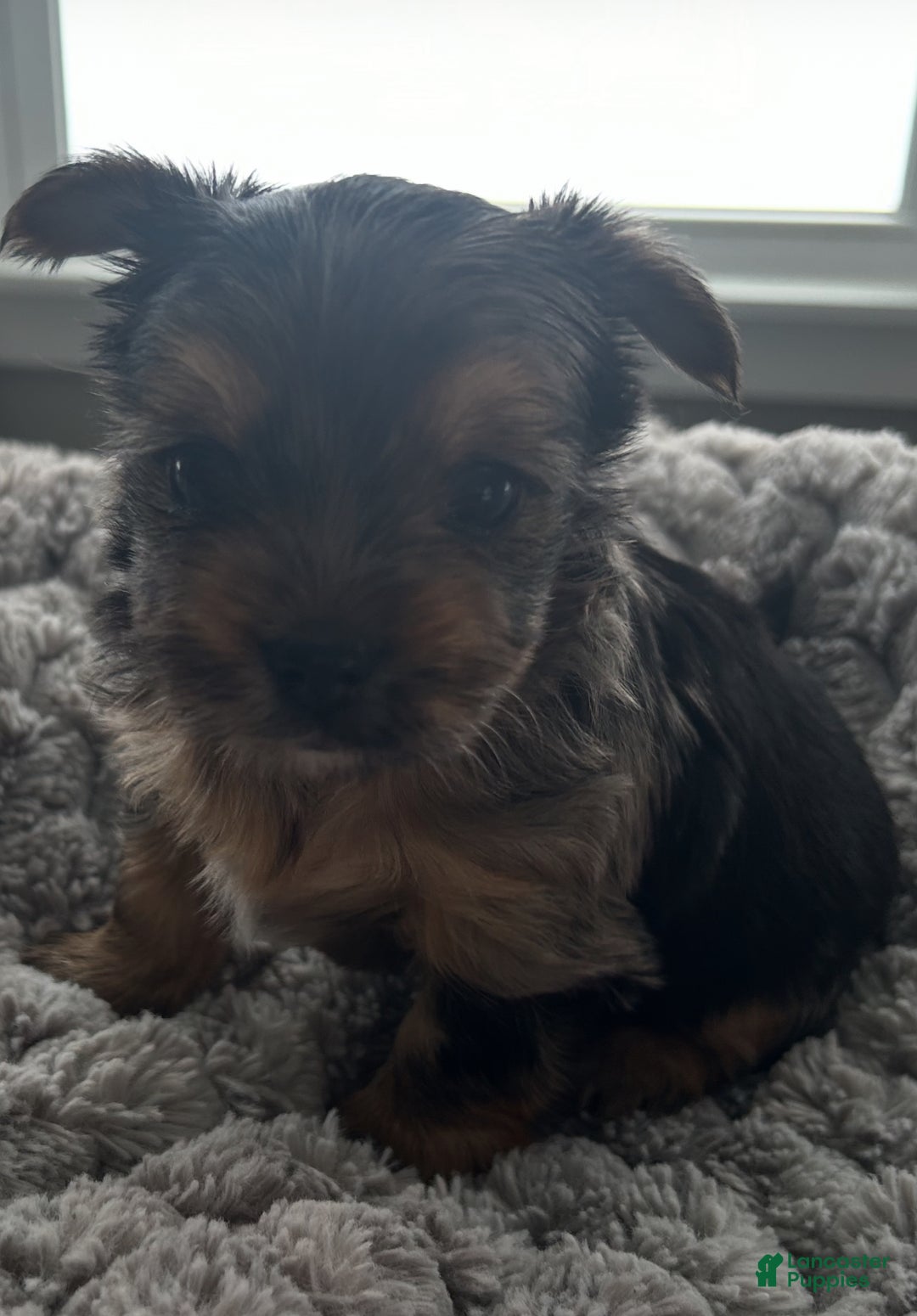 Yorkshire Terrier dogs for sale: Gizmo - Ad 6