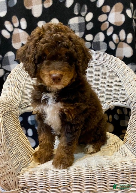 Mini Bernedoodle dogs Pierce - Ad 1