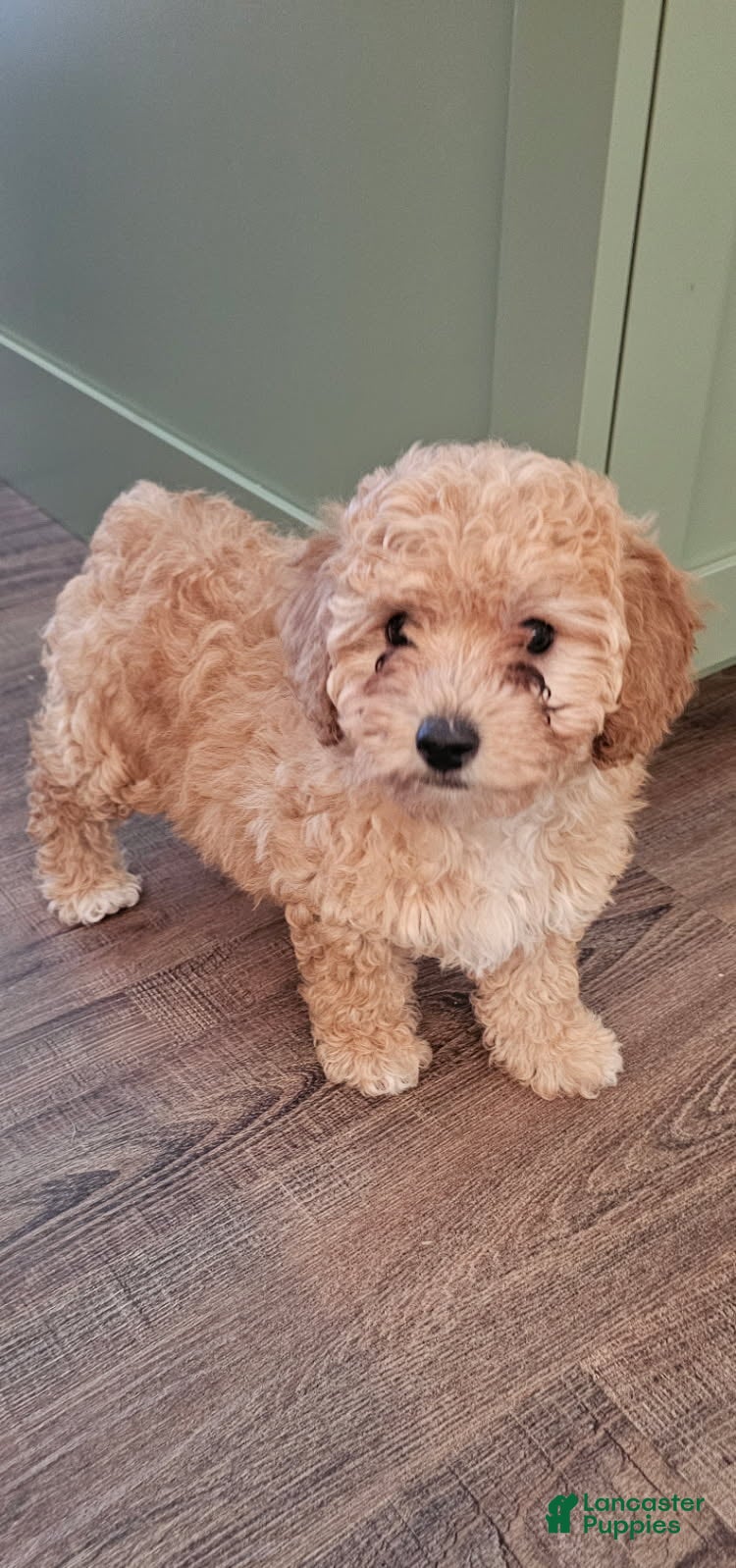 Mini Goldendoodle dogs for sale: Cuddles - Ad 2