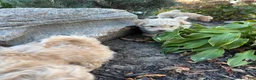 Maltipoo dogs for sale: Koby - Ad 4