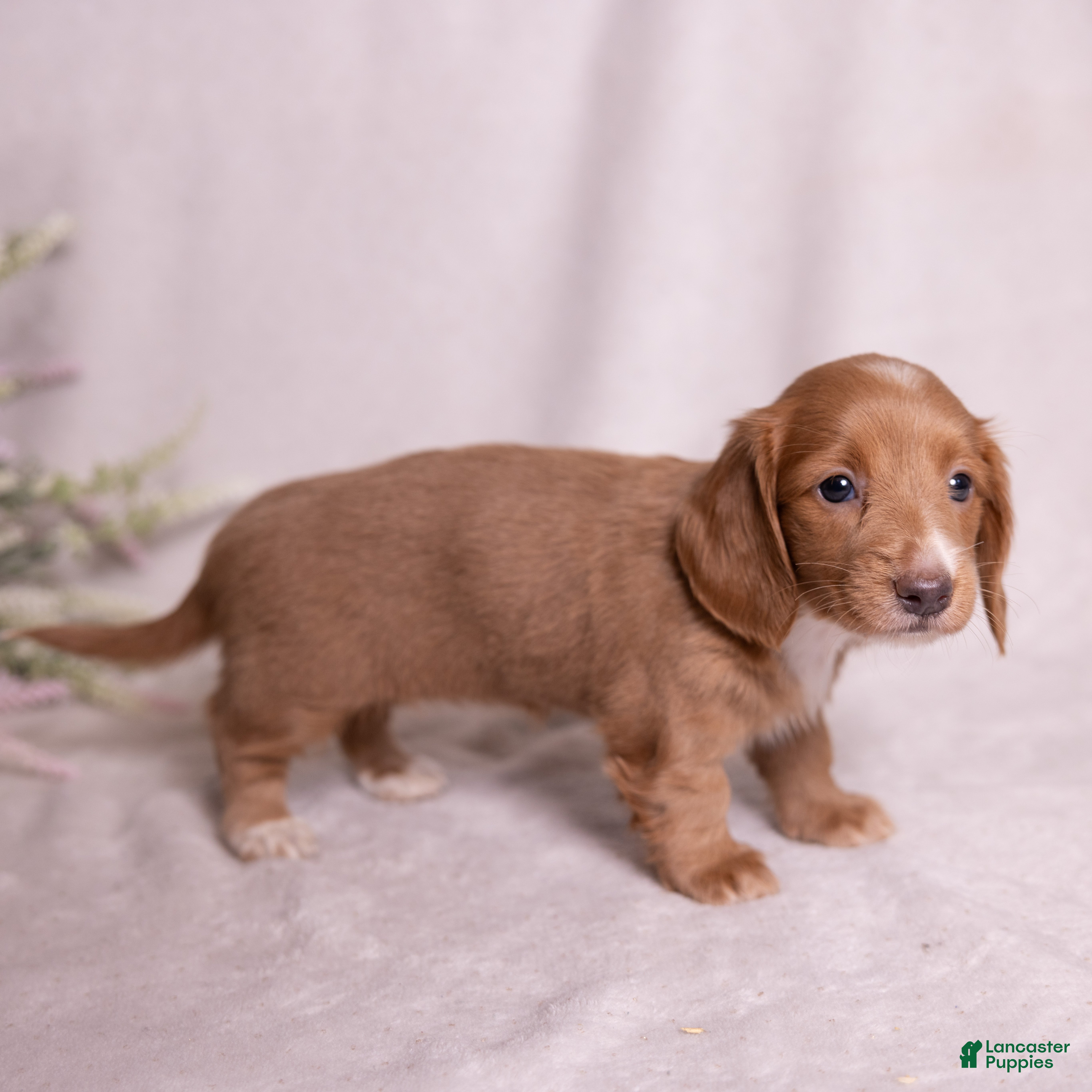 Miniature Dachshund dogs Taffy - Ad 2