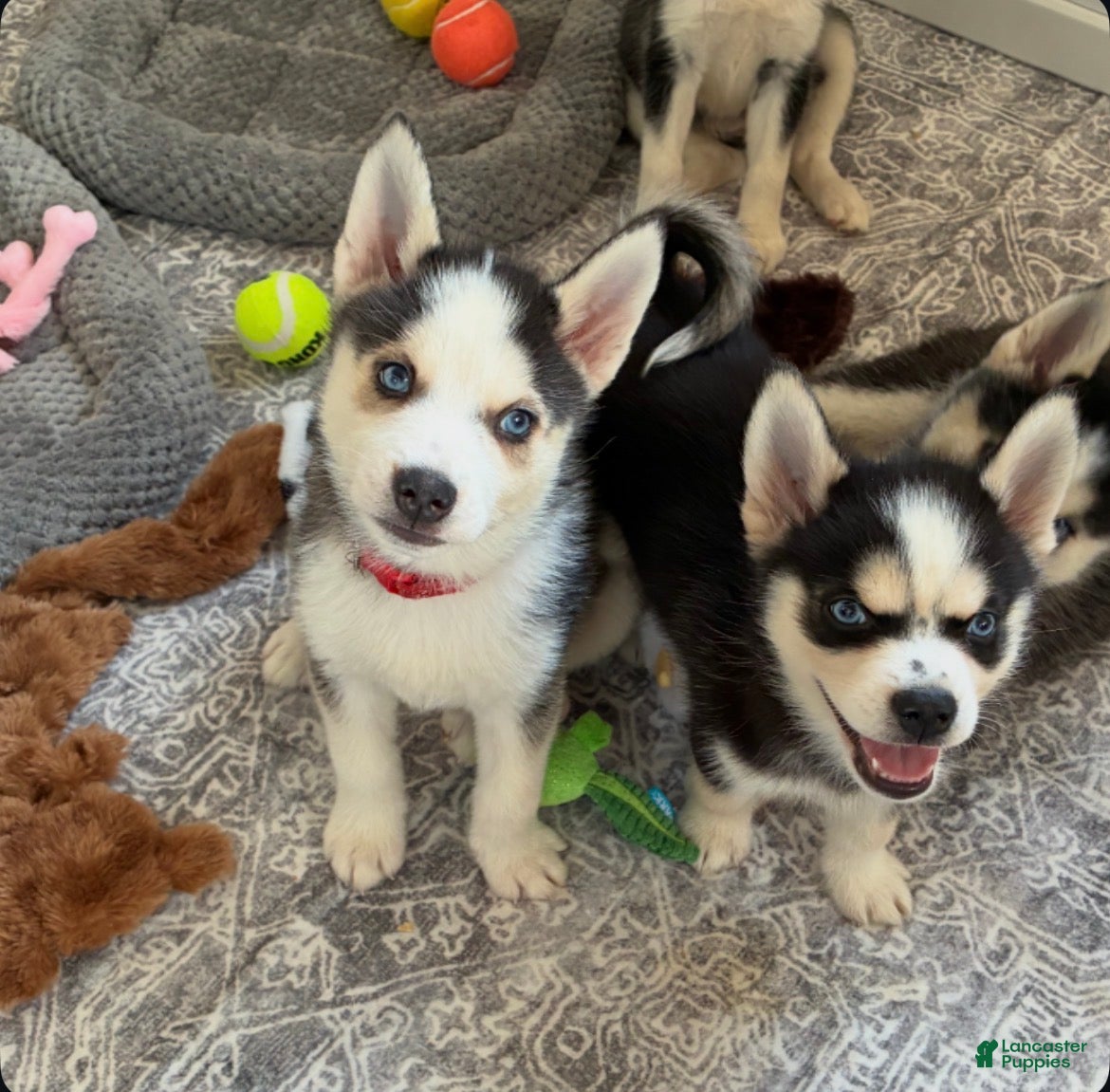 Pomsky dogs Little Man - Yellow Collar  - Ad 14