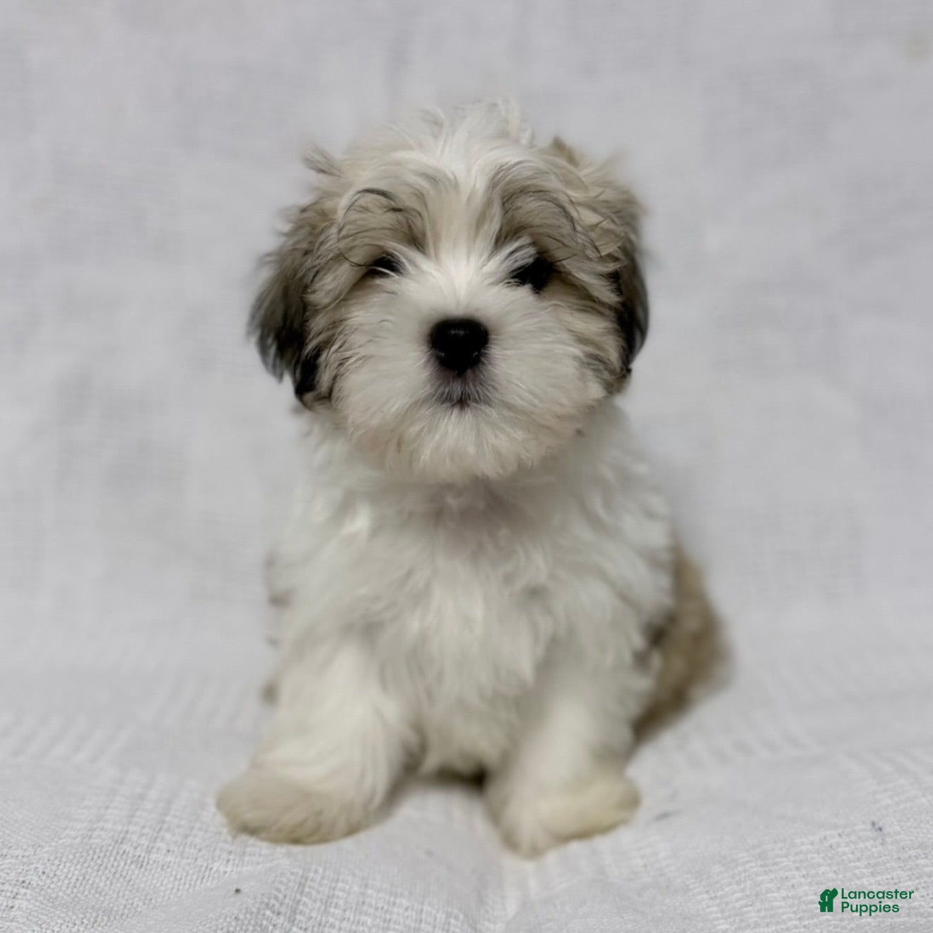 Malshi dogs Turkey - Ad 11