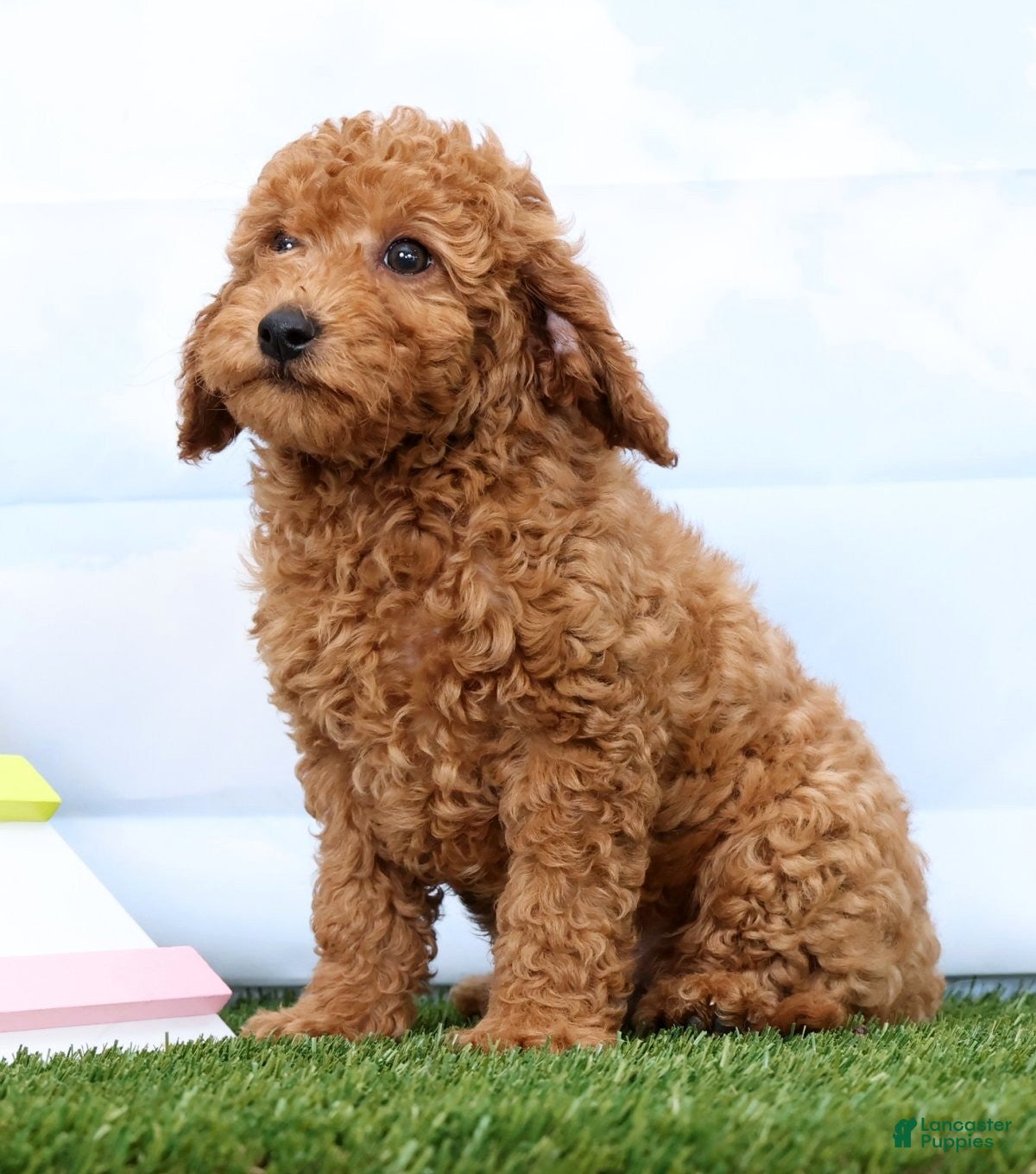 Mini Goldendoodle dogs Fireball - Ad 2