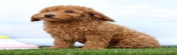 Mini Goldendoodle dogs for sale: Fireball - Ad 2