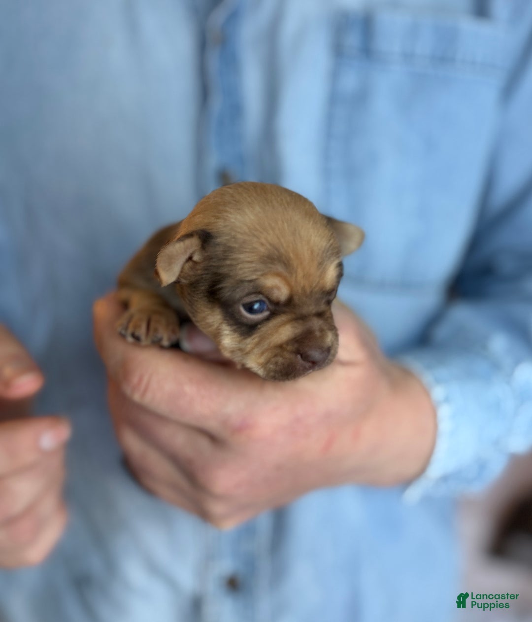 Chihuahua dogs for sale: Brandy  - Ad 1