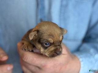 Chihuahua dogs Brandy - Ad 41