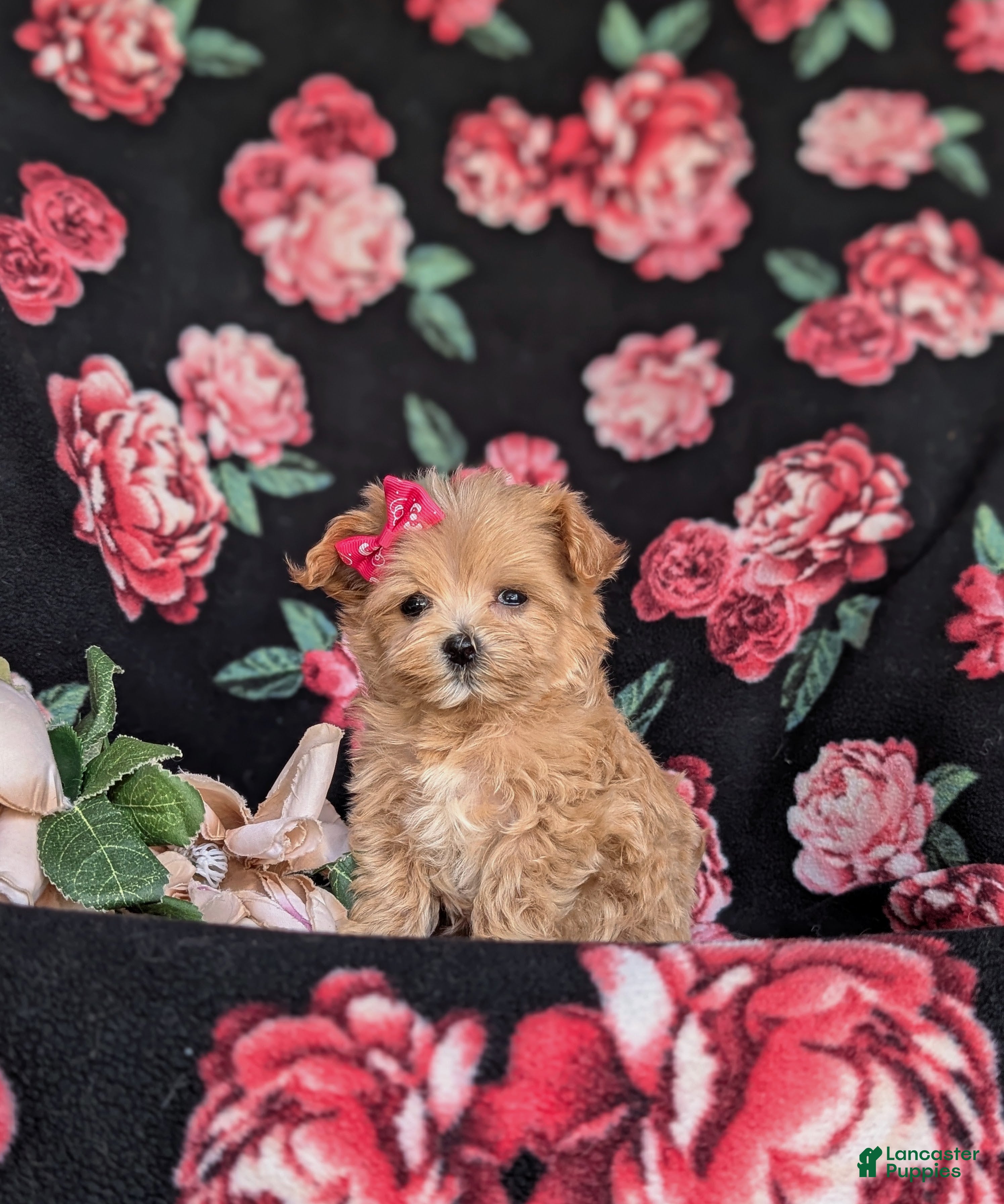 Maltipoo dogs Brylee 8 lbs Full Grown - Ad 1
