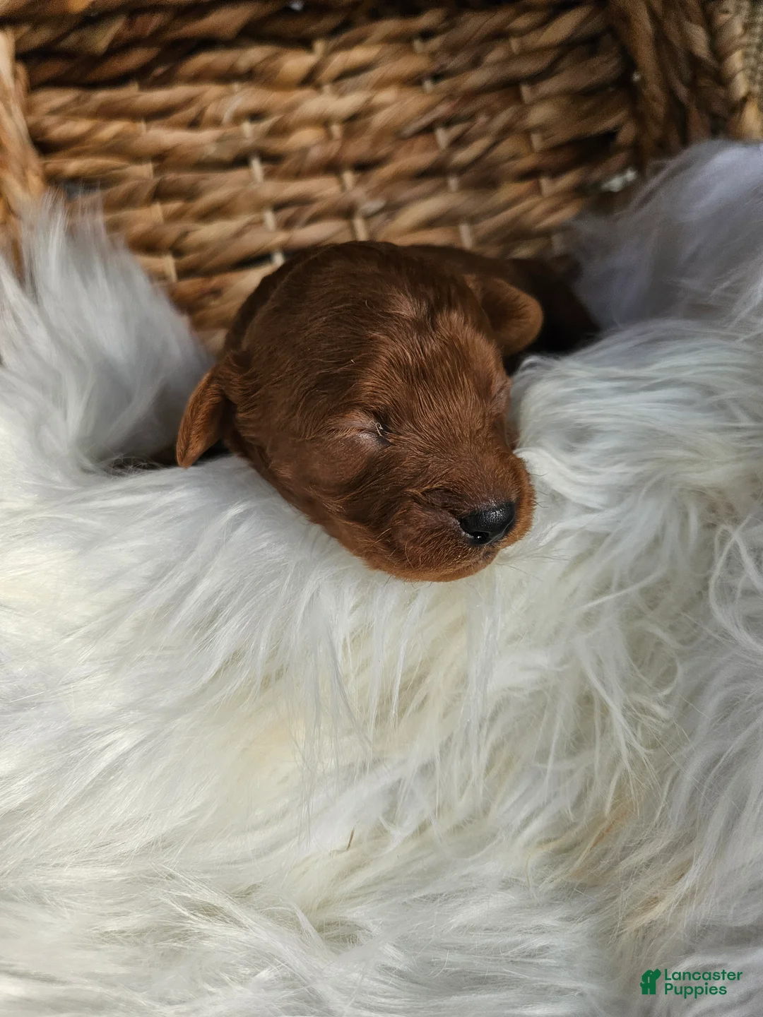 Cavapoo dogs for sale: Huck - Ad 2