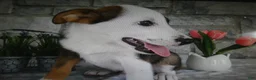 Mixed Breed dogs for sale: Mixed Breed 2 Tiger - Ad 3